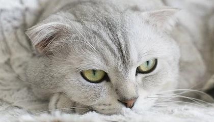 亚博中国官网-澳门真人百家乐：夜幕中的赌城极致现场体验